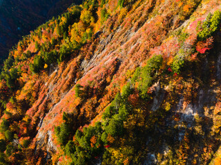 Sticker - Shirakami Mountains.