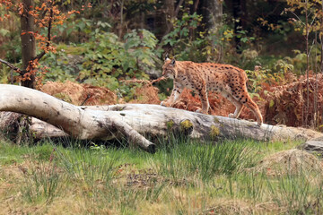 Canvas Print - The Eurasian lynx (Lynx lynx) walking on the dry trunk in the woods. A large European cat in the typical environment of a Central European forest.