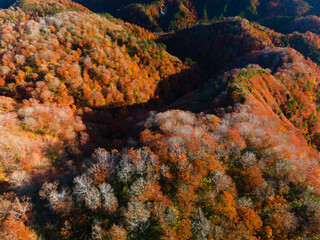 Wall Mural - Shirakami Mountains.