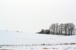 Zimowy krajobraz kępa drzew rosnąca pośród zaśnieżonych pól i pasących się saren
