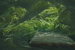 Zielone wodorosty swobodnie pływające w  wodzie