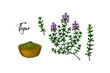 © Kseniia - Set of hand drawn thyme branches in bloom and homeopathic and alternative medicine design elements. Vector illustration isolated on white. Botanical herbal plant in vintage colored sketch style.