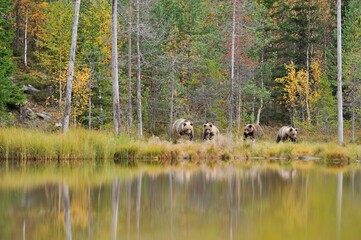 Wall Mural - brown bear with cubs in the autumn forest landscape