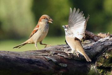 Sticker - The house sparrow (Passer domesticus) and Eurasian tree sparrow (Passer montanus) are fighting on a branch. Two sparrows in a dispute on a green background.