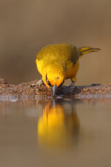 Poster - The spectacled weaver (Ploceus ocularis) in the small pond. A small yellow weaver drinks from a small waterhole. Yellow bird on a brown background.