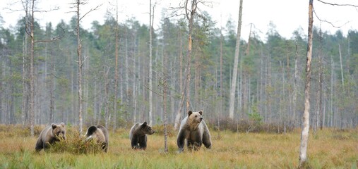 Wall Mural - brown bear with cubs in the autumn