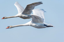 Swans Flying In A Blue Sky