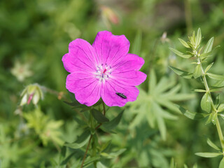 Canvas Print - (Geranium sanguineum) Gros plan sur une fleur de géranium sanguin ou pourpré 