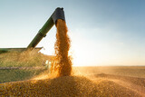 Fototapeta  - Combine transferring soybeans after harvest