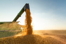 Combine Transferring Soybeans After Harvest