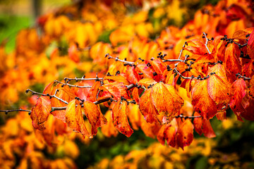 Wall Mural - Makro bunte Blätter der Blutbuche im Herbst