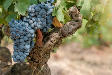 Close Up Of Grapevine With Berries And Grape Leaves On Old Vine Trunk Background. Beautiful Bouquet Of Ripe Blue Wine Grapes. Plantation Of Vines. Autumn Harvest In Vineyard In Europe, Spain.