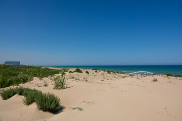 Canvas Print - Broadwalk to a sand beach, trees, ocean and blue sky