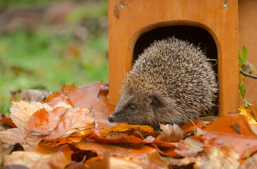 hedgehog in a house (scientific name: erinaceus europaeus) wild, free roaming hedgehog, taken from a