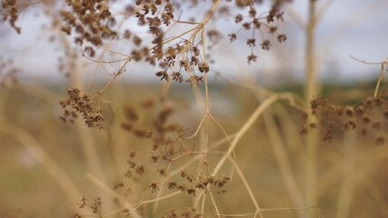 Canvas Print - A dry autumn twig of a dill plant sways in a natural background.