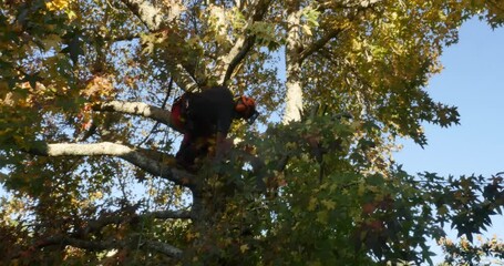 Wall Mural - professional lumberjack in action