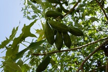 Brachychiton Australis Fruits, Blue Sky Background