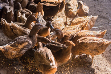 Brown duck in cage from local animals agriculture of Thailand for egg harvesting