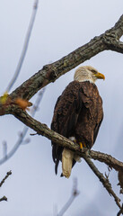 Wall Mural - Bald eagle perched on a tree branch