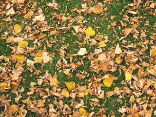 Beautiful autumn composition of yellow poplar leaves on the green grass.