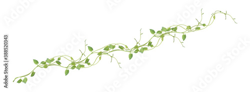Fotomural Heart shaped green leaves climbing vines ivy of cowslip creeper (Telosma cordata) the creeper forest plant growing in wild isolated on white background, clipping path included