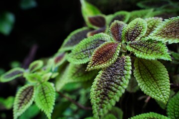 Pilea moon valley, green grass in botanical garden in Tokyo, Japan.