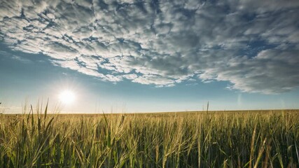 Wall Mural - Summer Sun Shining Above Agricultural Landscape Of Young Green Wheat Field. Time Lapse, Timelapse, Time-lapse