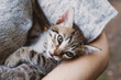 © Iryna - Adorable little tabby kitten in female hands.