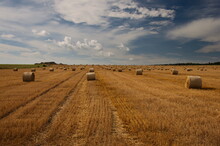 Field Full Of Large Round Straw Bales In Central Bohemia, Czech Republic