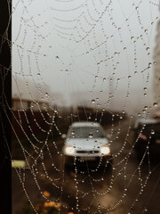 spider web with dew drops