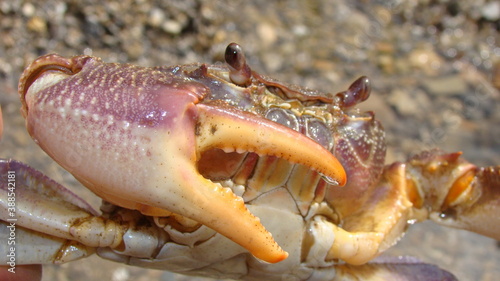Crab.\
Close up of a crab.\
Closeup claw crab.\
Big crab in the water at the beach, crabs, marine animals, animal themes, Arthropoda, sea, river, beach, wildlife, wild nature, crustacean, Environment