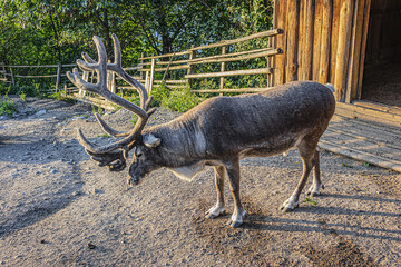 Wall Mural - Old Swedish settlements at Djurgarden island, historic recreational area. Animals, which traditionally grown in farms. Stockholm, Sweden.