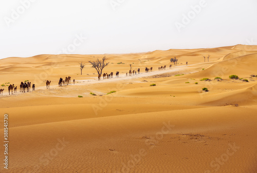 Fotografía camel group, caravan, traveling though the desert, during the day, exposed to th