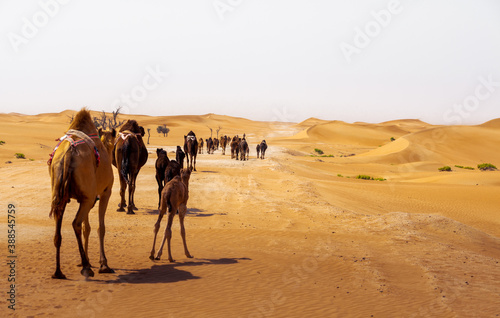 Fotomural camel group, caravan, traveling though the desert, during the day, exposed to th