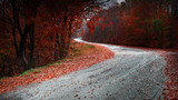 Fototapeta  - winding red autumn forest road 