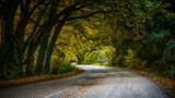 Fototapeta  - road in autumn forest