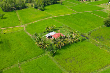 Beautiful view of ricefields in the countryside