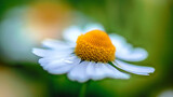 Fototapeta  - close up of chamomile flower