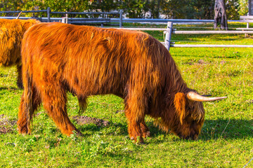 Wall Mural - The horned Scottish bulls