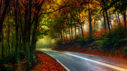 Wall Mural - road in autumn forest