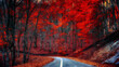 Leinwandbild Motiv curved road through a red forest