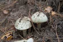 A Pair Of Beautiful Toadstools