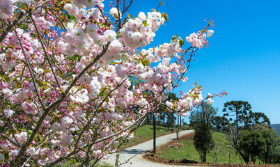 Poster - Flores de cerejeira e paisagem rural