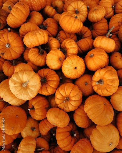 Many orange pumpkins