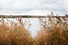 Autumn Landscape Of The River With Reeds