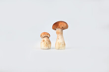 Beautiful Fresh Porcini Mushrooms  On White Background Isolated Season Healthy Food 