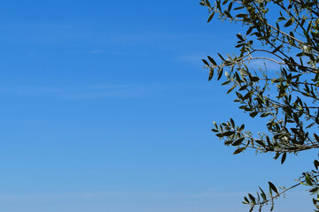 Hojas de olivo sobre cielo azul. Olivar y su importancia en nuestra agricultura. Andalucía