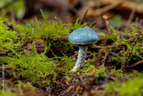 Stropharia aeruginosa, commonly known as the verdigris agaric, is a medium-sized green, slimy woodland mushroom, found on lawns, mulch and woodland from spring to autumn.