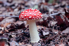 Close Up Of A Fly Mushroom Or Toadstool Growing On The Forest Floor, Brown And Orange Autumn Leaves, Sideview Looking Onto The Mushroom Steam And The Red Cap With White Harry Dots, Amanita Muscaria