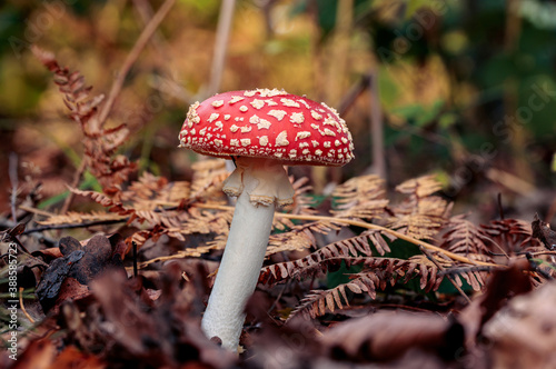 side view of a red mushroom or toadstool growing out of brown and orange leaves. Dark color theme in autumn forest scene with a fern leave in the background.